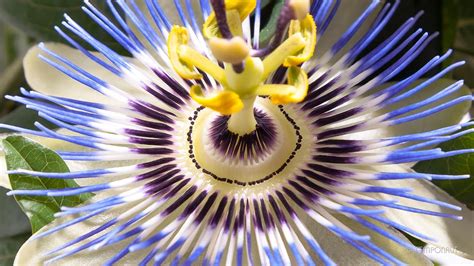 passion flower growing conditions